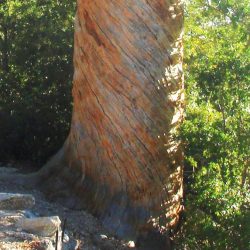 helical tree trunk San Jacinto mountain